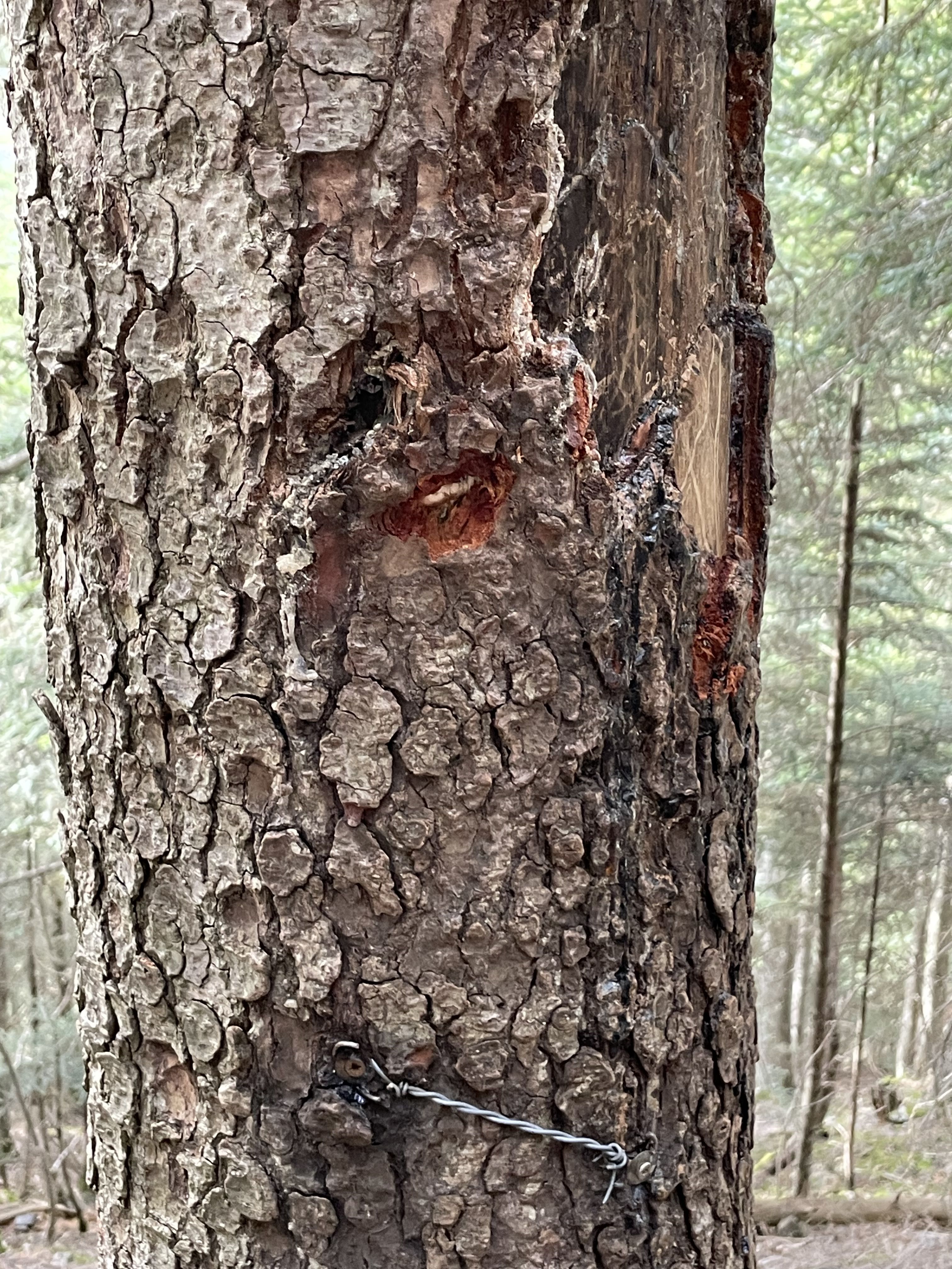 On peux voir sur cet arbre un des piège photo. L'appareil est posé en face pour prendre en photo l'ours qui se frotterai contre l'arbre. 
